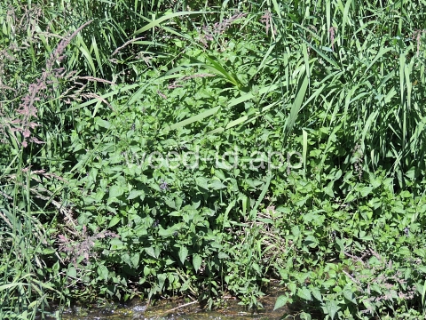 nightshade, bittersweet